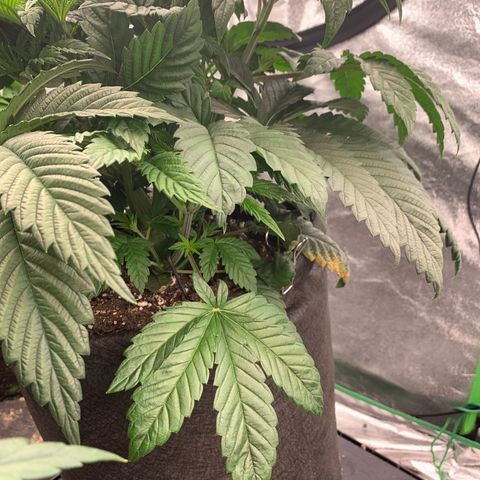 Birthday Funk growlog timeline photo