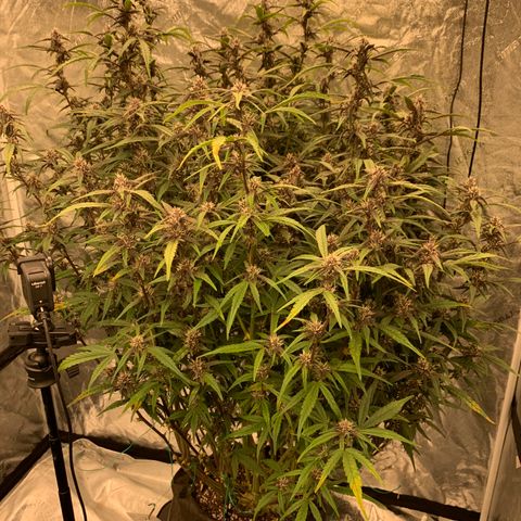 Sweetberry Cough Auto growlog timeline photo
