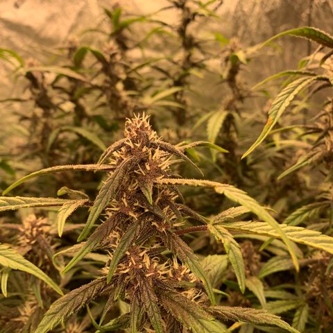 Sweetberry Cough Auto growlog timeline photo
