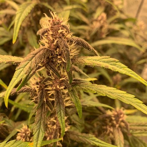 Sweetberry Cough Auto growlog timeline photo