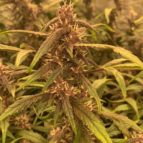 Sweetberry Cough Auto growlog timeline photo