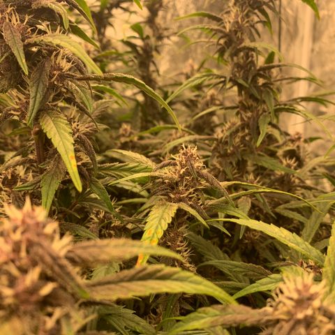 Sweetberry Cough Auto growlog timeline photo