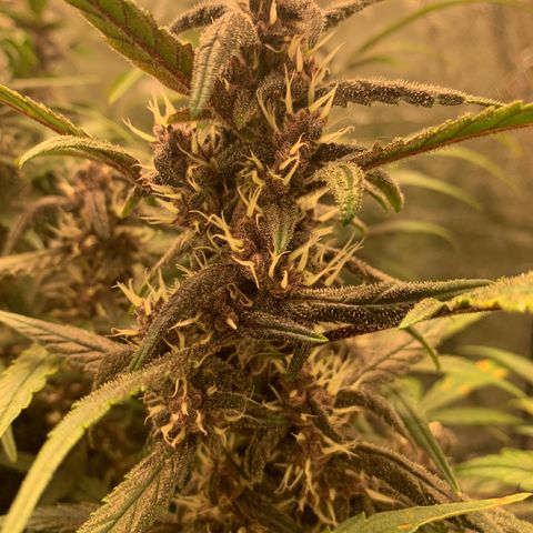 Sweetberry Cough Auto growlog timeline photo