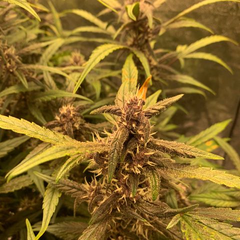 Sweetberry Cough Auto growlog timeline photo