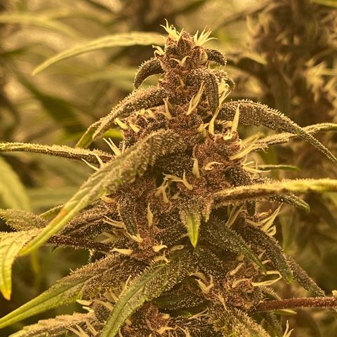 Sweetberry Cough Auto growlog timeline photo