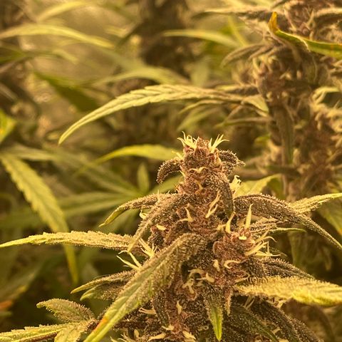 Sweetberry Cough Auto growlog timeline photo