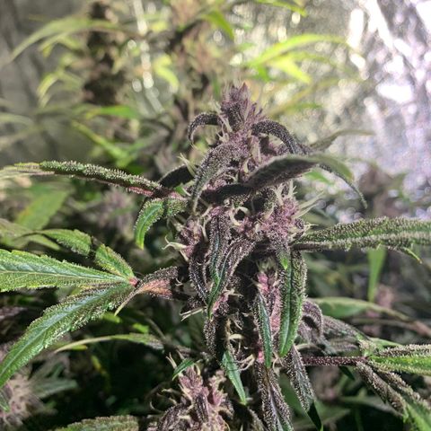 Sweetberry Cough Auto growlog timeline photo
