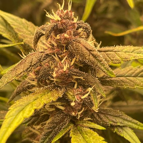 Sweetberry Cough Auto growlog timeline photo
