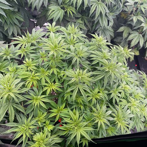 Grapefruit Diesel growlog timeline photo