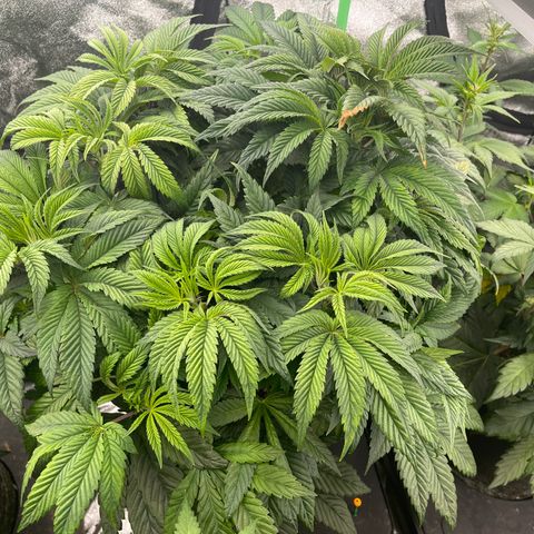 Birthday Funk growlog timeline photo