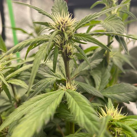 Devil Cream Auto growlog timeline photo