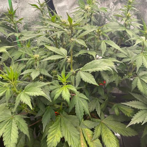 Devil Cream Auto growlog timeline photo