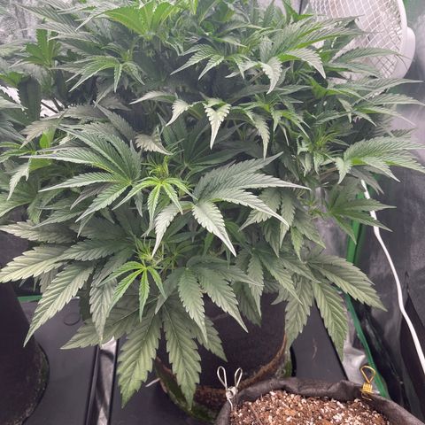 Auto Skywalker growlog photo: Before defoliation 