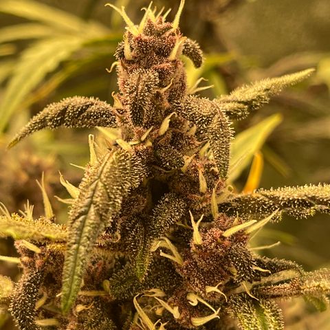 Sweetberry Cough Auto growlog timeline photo