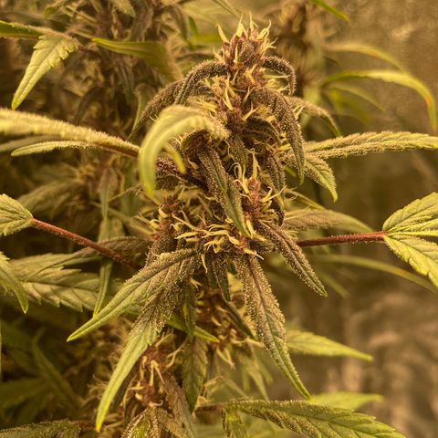 Sweetberry Cough Auto growlog timeline photo