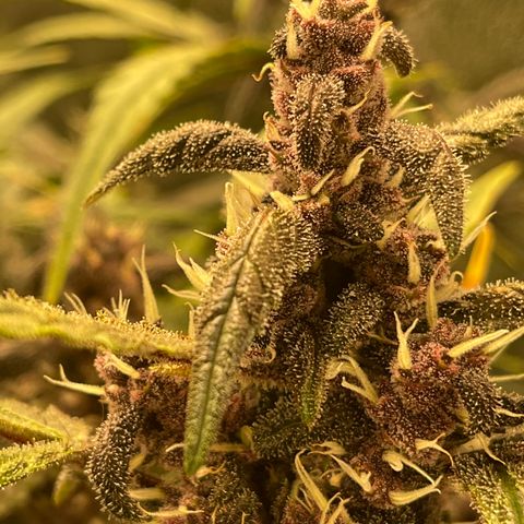 Sweetberry Cough Auto growlog timeline photo