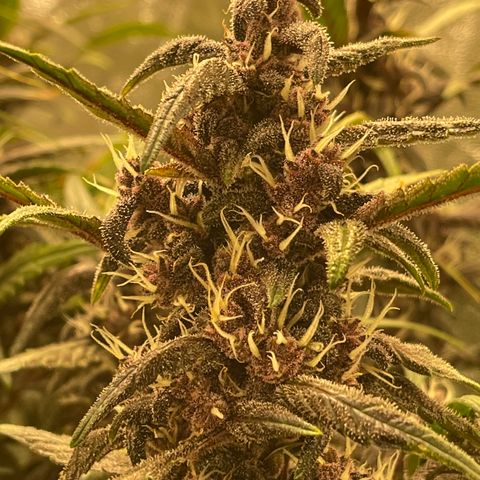 Sweetberry Cough Auto growlog timeline photo