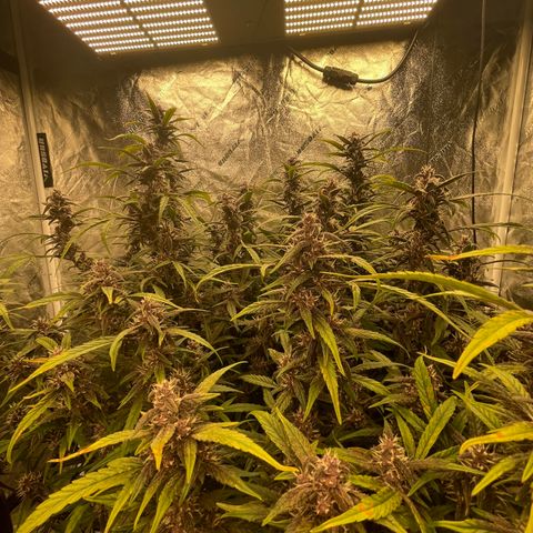 Sweetberry Cough Auto growlog timeline photo