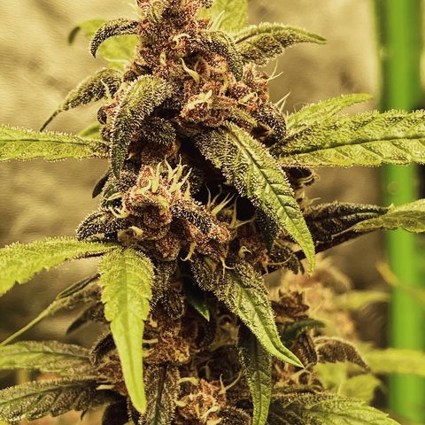 Sweetberry Cough Auto growlog timeline photo