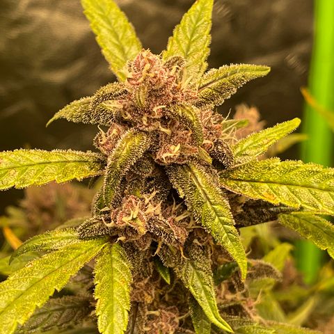 Sweetberry Cough Auto growlog timeline photo