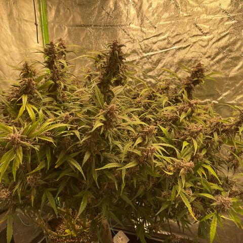 Sweetberry Cough Auto growlog timeline photo