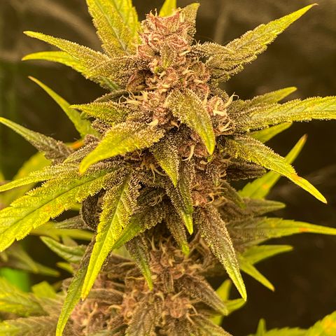 Sweetberry Cough Auto growlog timeline photo