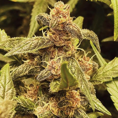 Sweetberry Cough Auto growlog timeline photo