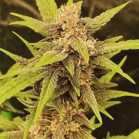 Sweetberry Cough Auto growlog timeline photo