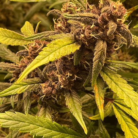 Sweetberry Cough Auto growlog timeline photo