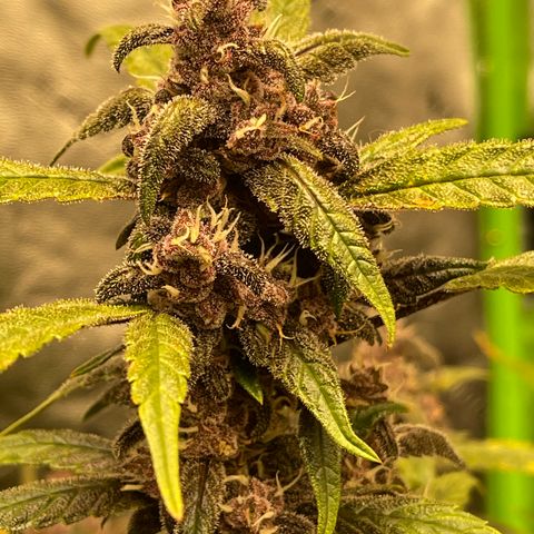 Sweetberry Cough Auto growlog timeline photo
