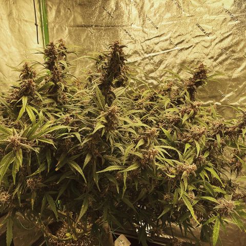 Sweetberry Cough Auto growlog timeline photo