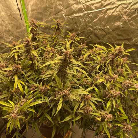 Sweetberry Cough Auto growlog timeline photo