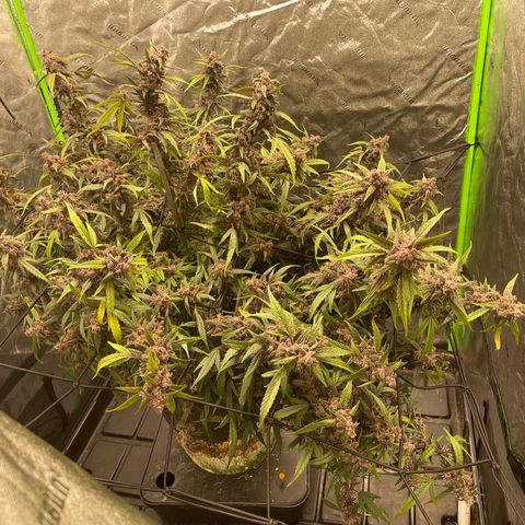 Sweetberry Cough Auto growlog timeline photo