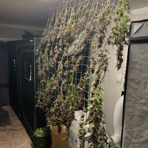 Sweetberry Cough Auto growlog timeline photo
