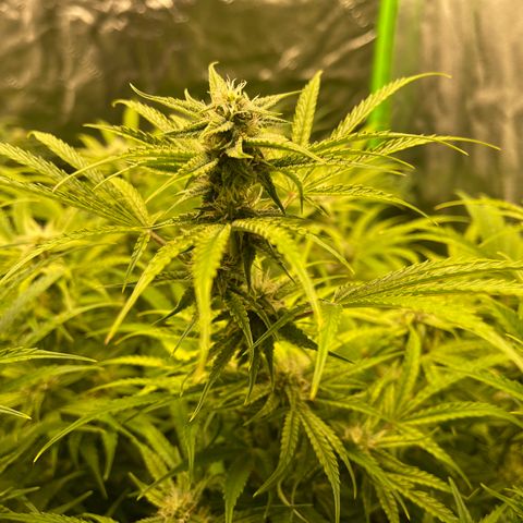 Auto Skywalker growlog timeline photo