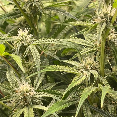 Auto Skywalker growlog timeline photo