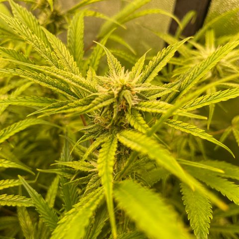 Auto Skywalker growlog timeline photo