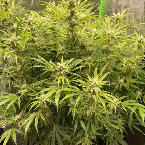 Auto Skywalker growlog timeline photo