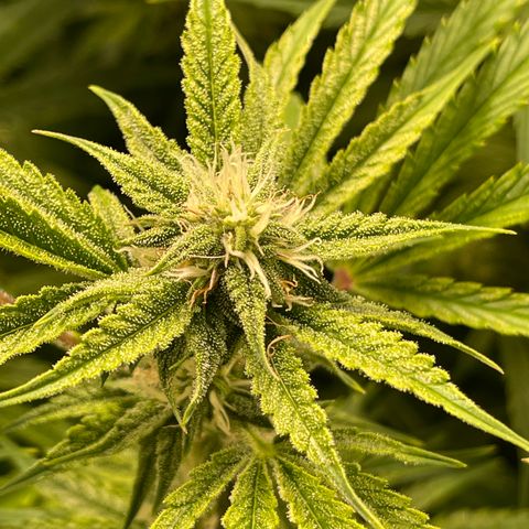 Auto Skywalker growlog timeline photo