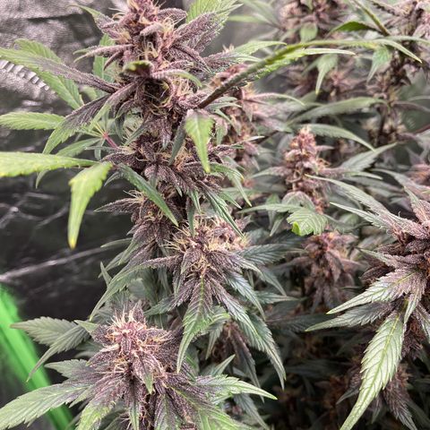 Devil Cream Auto growlog timeline photo
