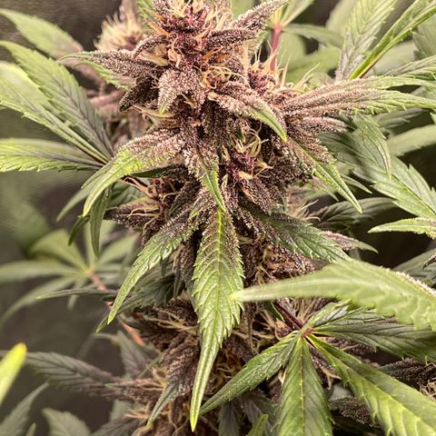Devil Cream Auto growlog timeline photo