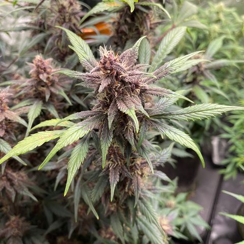 Devil Cream Auto growlog timeline photo