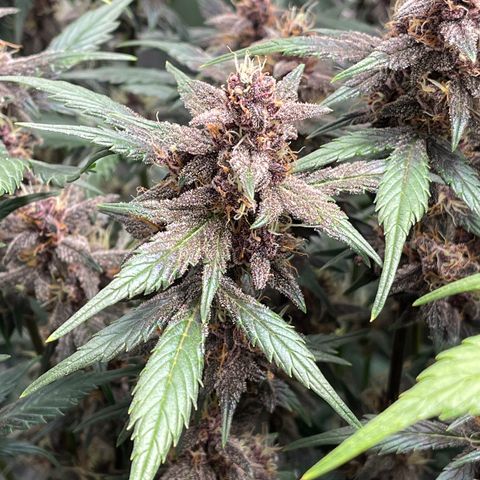 Devil Cream Auto growlog timeline photo