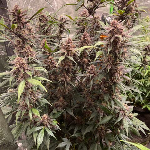 Devil Cream Auto growlog timeline photo