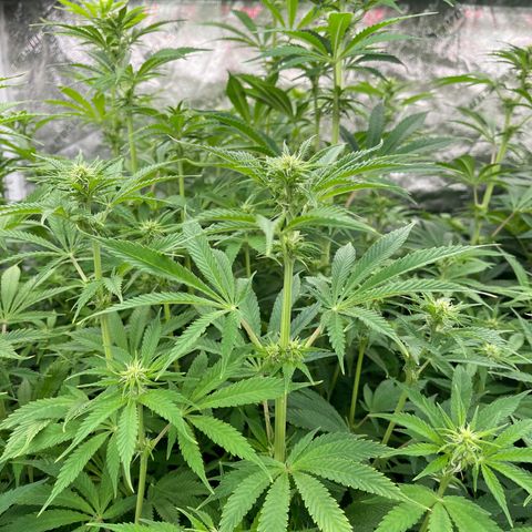 Grapefruit Diesel growlog timeline photo