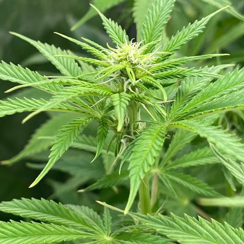 Grapefruit Diesel growlog timeline photo