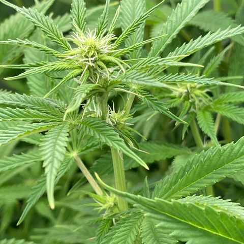 Grapefruit Diesel growlog timeline photo