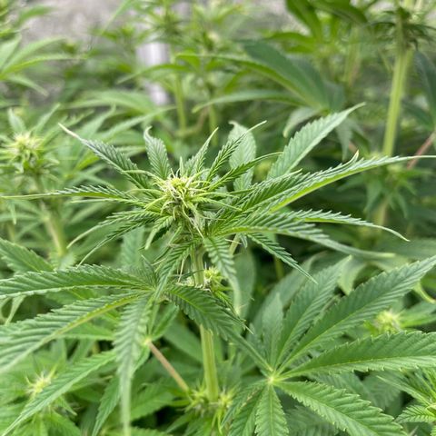 Grapefruit Diesel growlog timeline photo