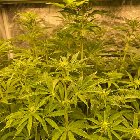 Grapefruit Diesel growlog timeline photo
