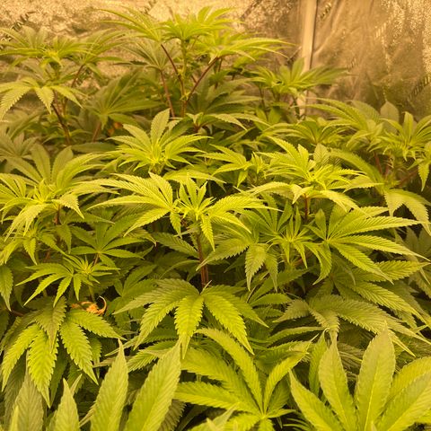 Birthday Funk growlog timeline photo
